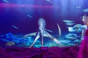 Photo of Mermaid Aquarium