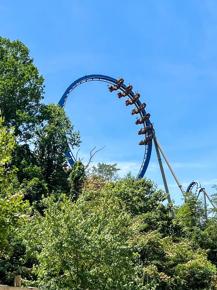 Photo of Wild Eagle