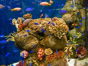 Photo of Aquarium