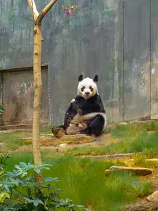 Photo of Amazing Asian Animals