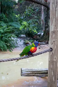 Photo of Lory Landing
