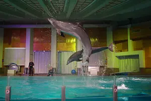 Photo of Dolphinarium