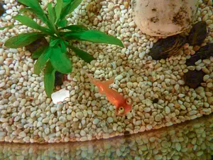 Photo of Goldfish Treasures
