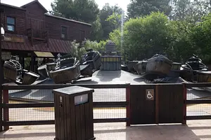 Photo of Wild Buffalos