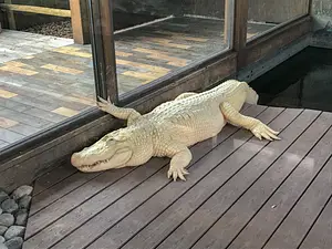 Photo of Gator Spot