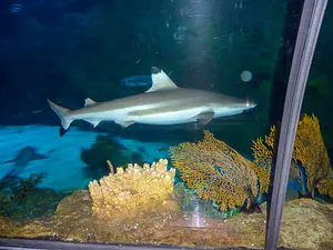 Photo of Shark Encounter