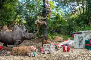 Photo of Jungle Cruise