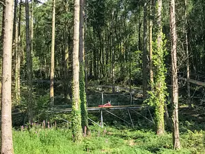 Photo of Fforest Coaster